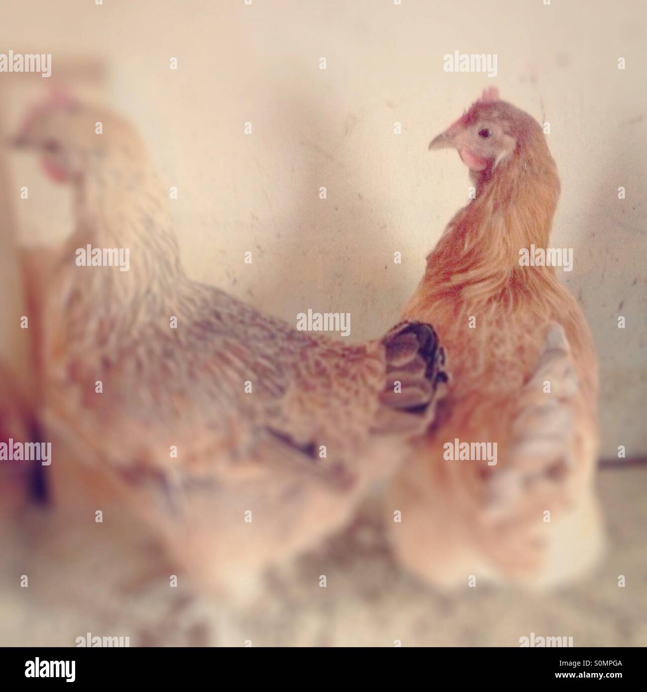 2 chickens in perch - Smartphone Captured Stock Image