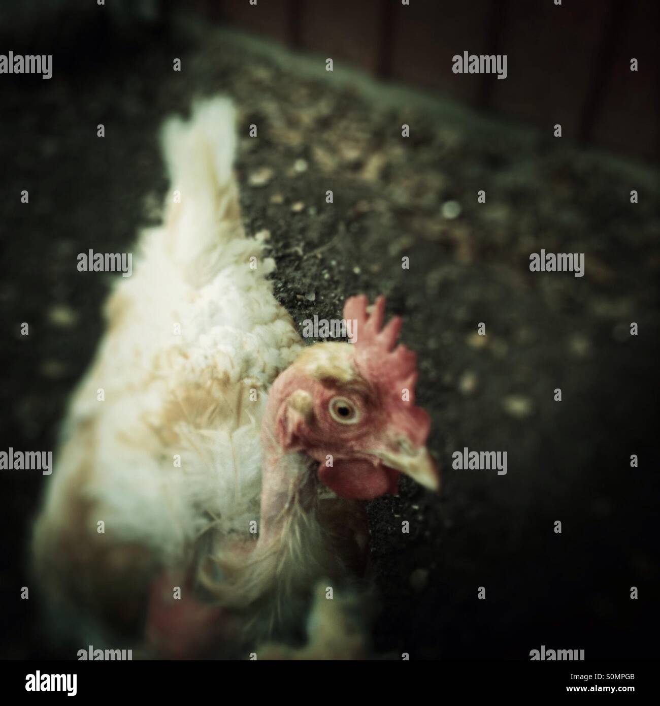 Wretched hen - Smartphone Captured Stock Image