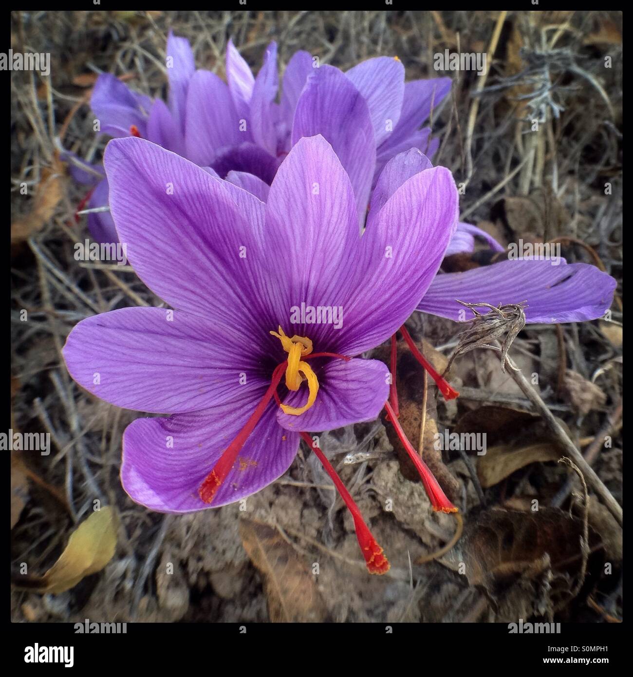 The vibrant mauve flowers of the Saffron Crocus (Crocus sativus), with fresh red saffron ready to harvest, Catalonia, Spain. Stock Photo