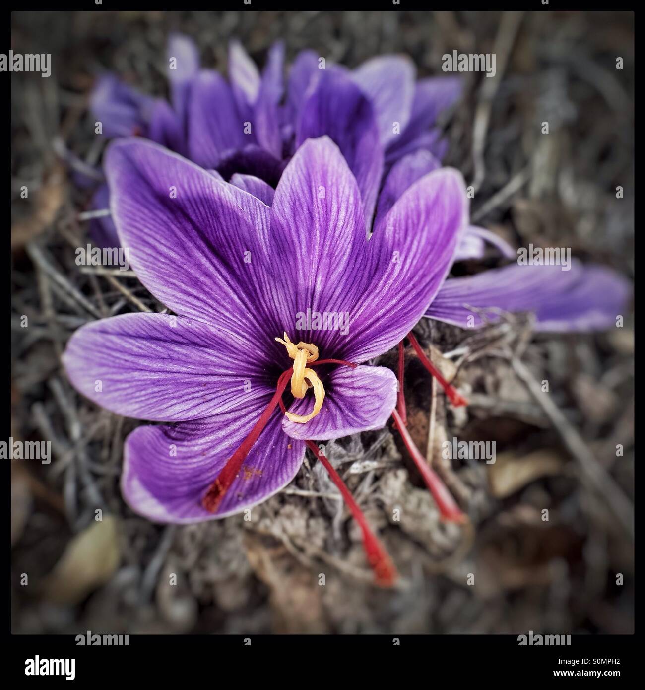 The vibrant mauve flowers of the Saffron Crocus (Crocus sativus), with