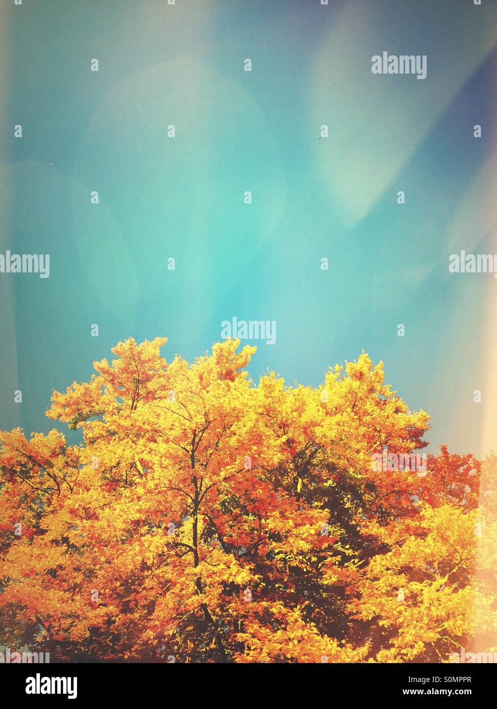 Trees in the autumn - Smartphone Captured Stock Image Trees in the autumn - Smartphone Captured Stock Image