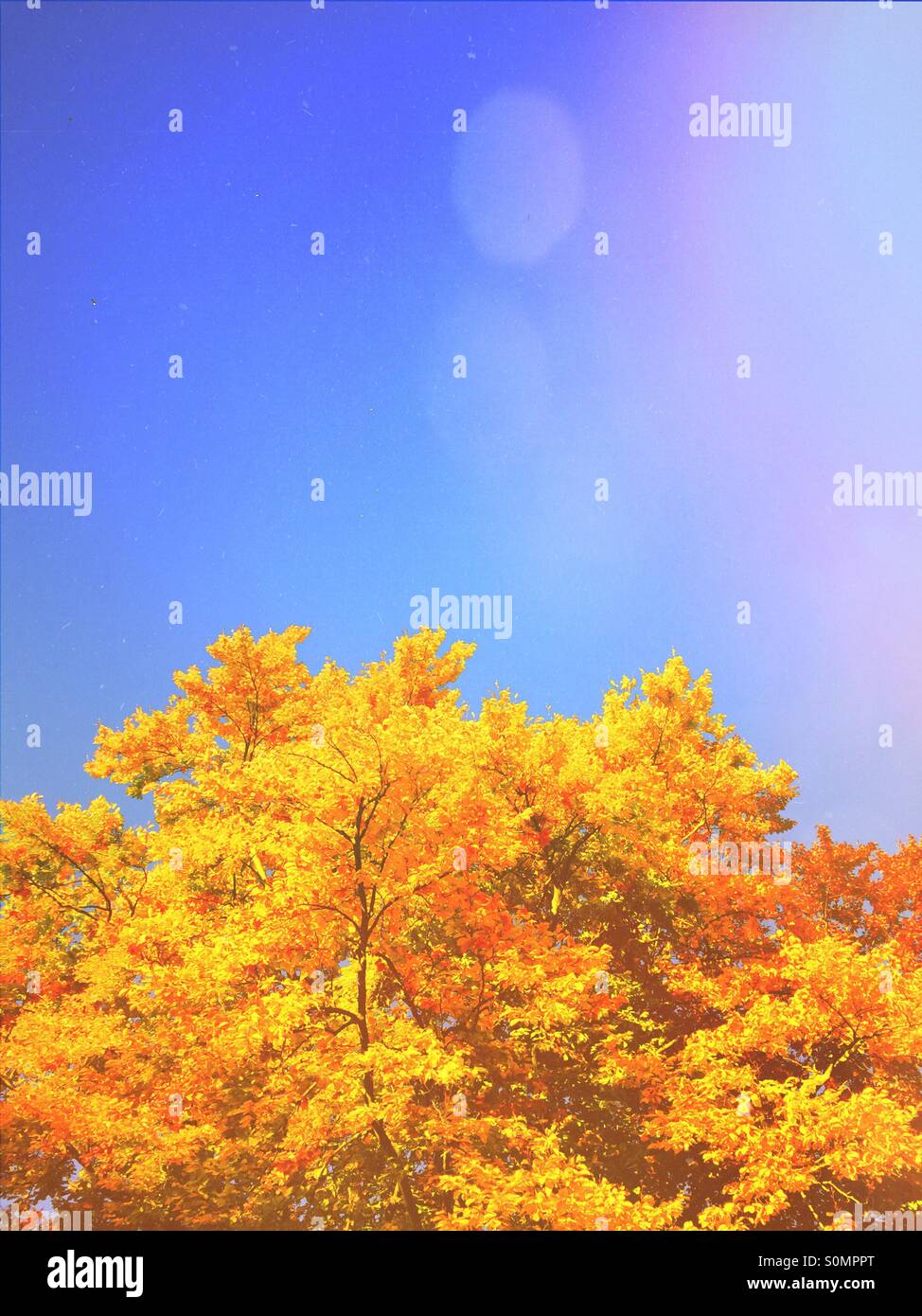 Trees in the autumn - Smartphone Captured Stock Image Trees in the autumn - Smartphone Captured Stock Image