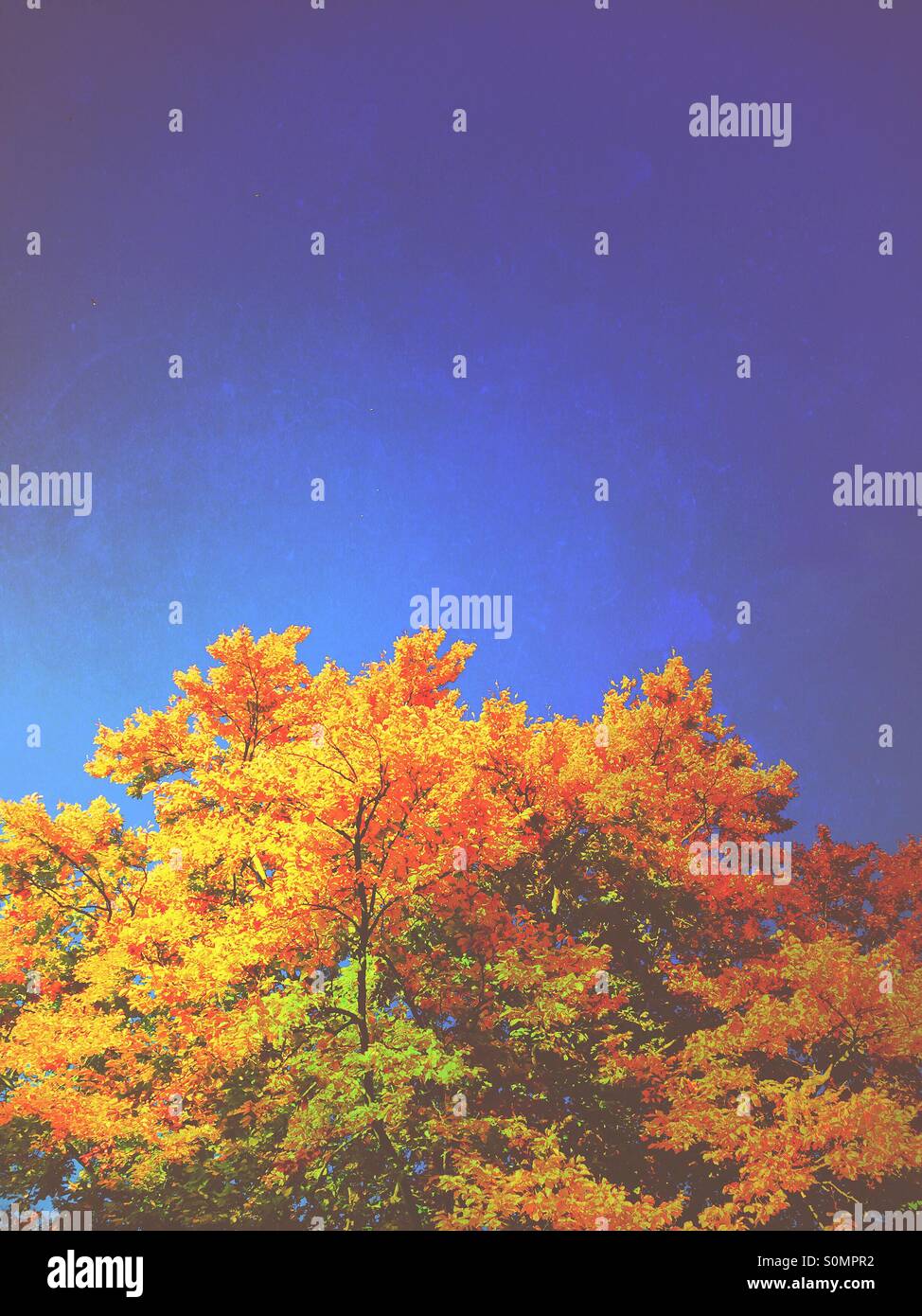 Trees in the autumn - Smartphone Captured Stock Image Trees in the autumn - Smartphone Captured Stock Image