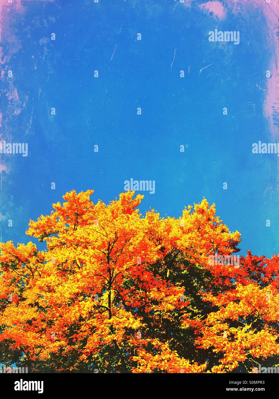 Trees in the autumn - Smartphone Captured Stock Image Trees in the autumn - Smartphone Captured Stock Image