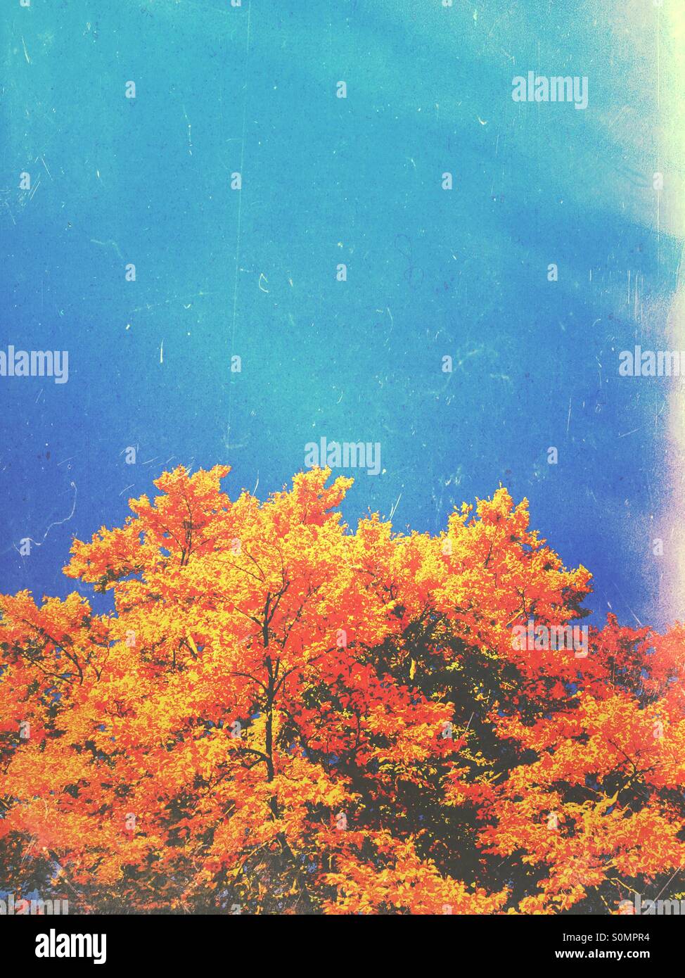 Trees in the autumn - Smartphone Captured Stock Image Trees in the autumn - Smartphone Captured Stock Image