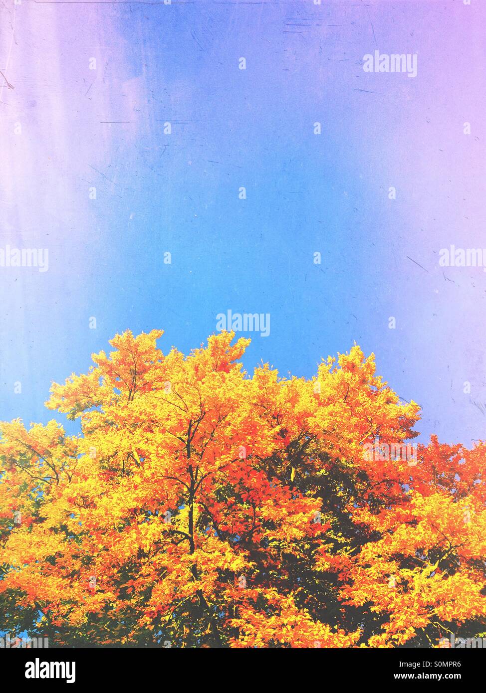 Trees in the autumn. - Smartphone Captured Stock Image Trees in the autumn. - Smartphone Captured Stock Image