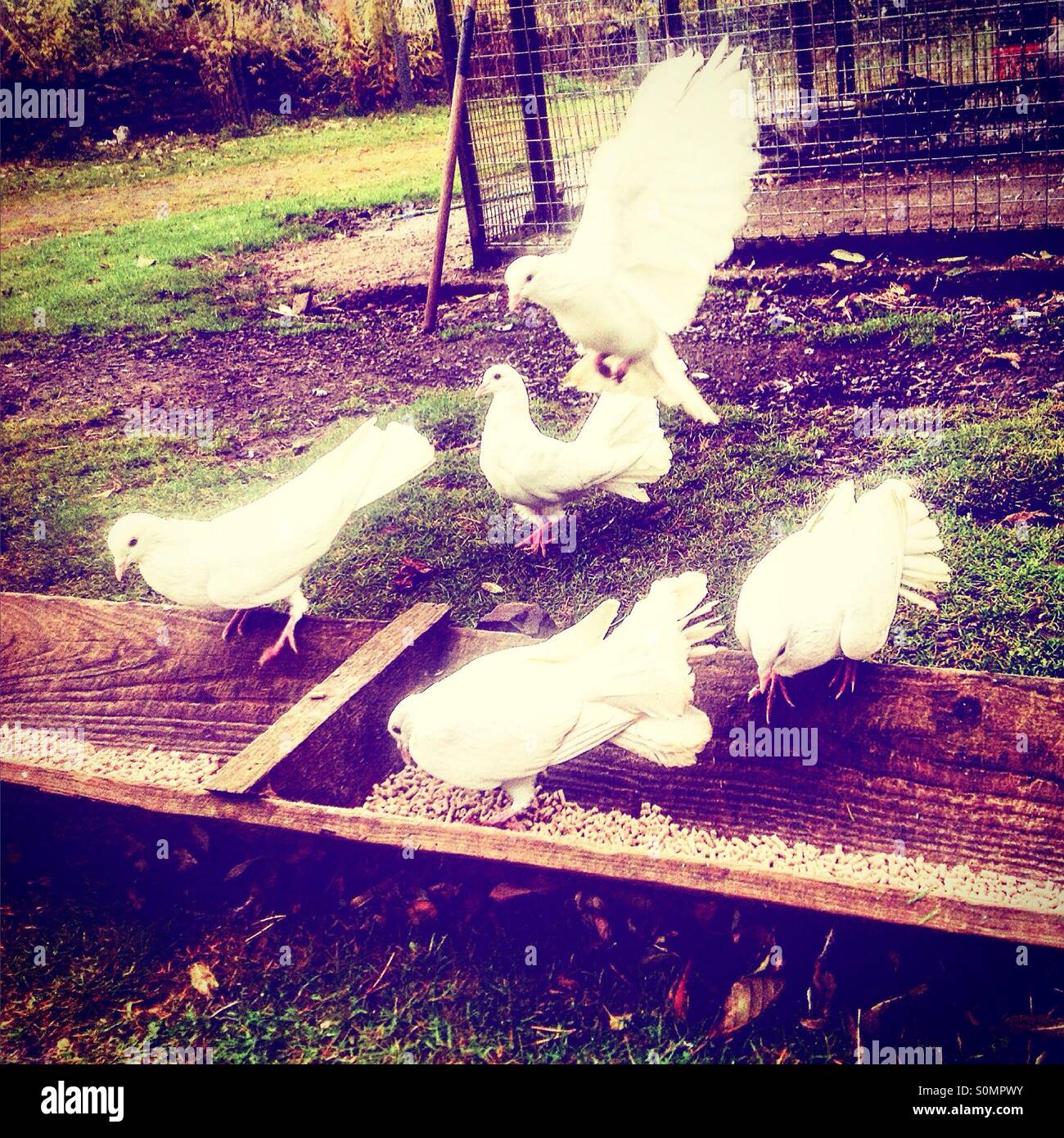 Doves farm hires stock photography and images Alamy