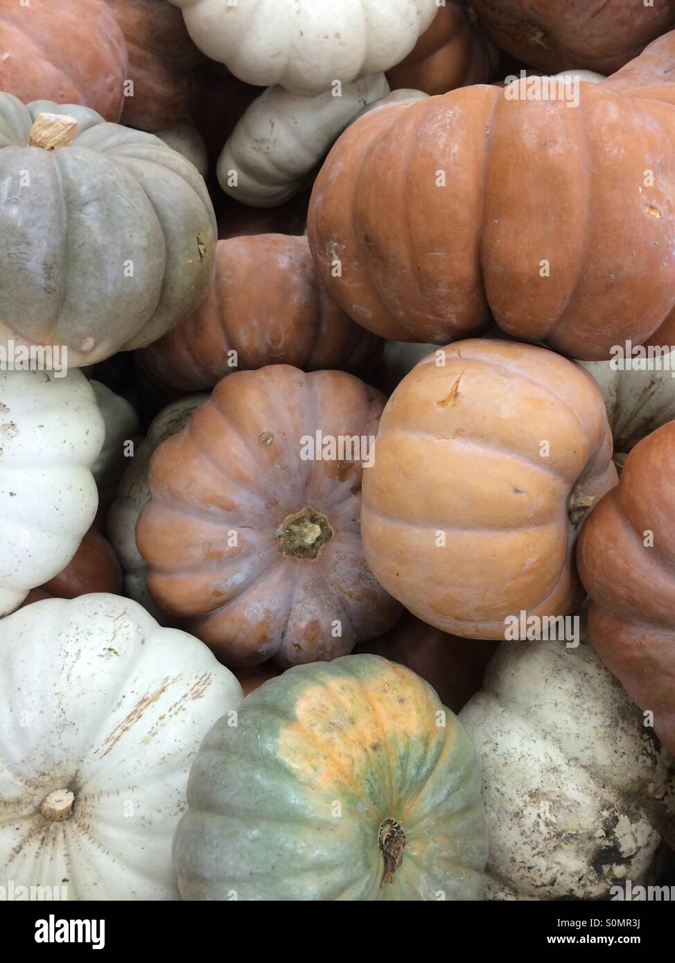 Many squash - Smartphone Captured Stock Image