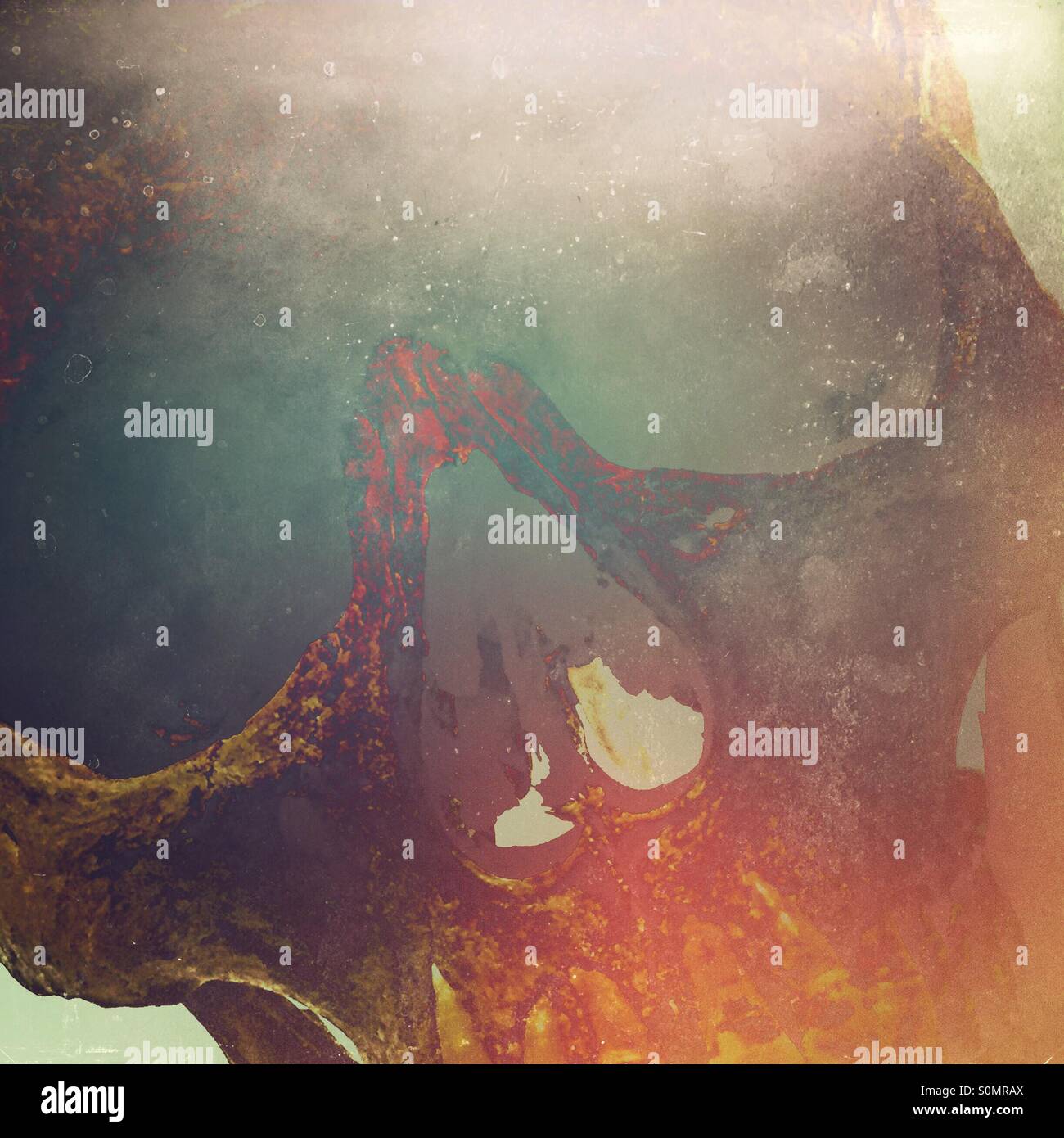 Closeup of a human skull - Smartphone Captured Stock Image