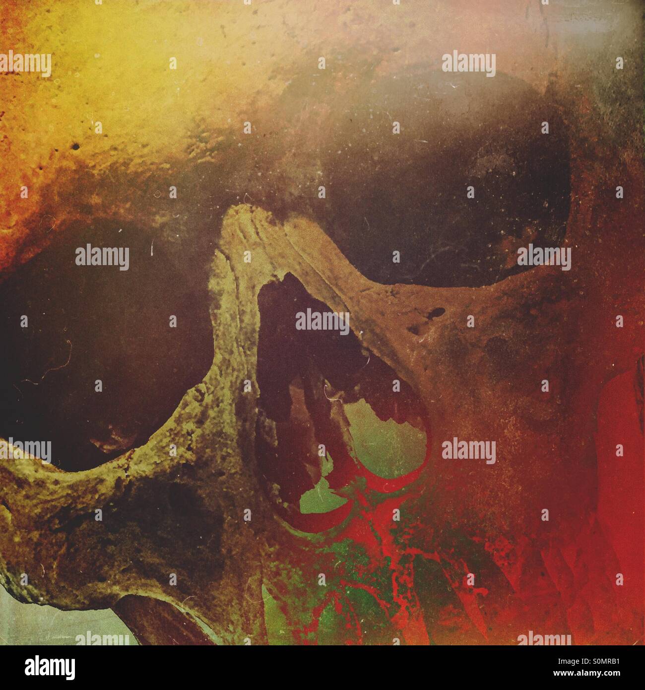 Closeup of a human skull - Smartphone Captured Stock Image