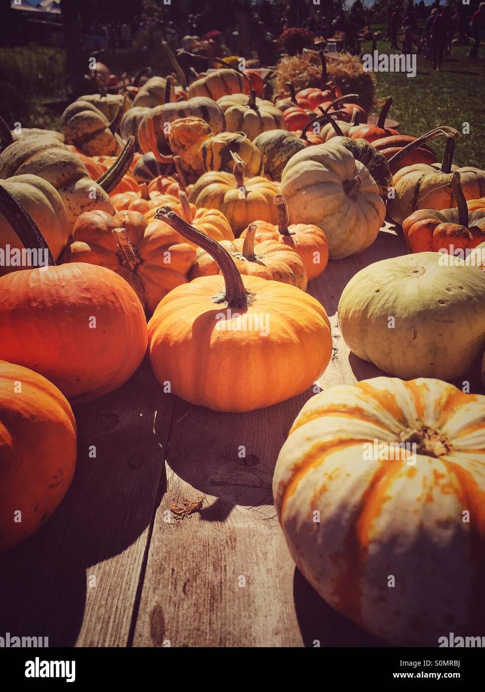 Pumpkin season Stock Photo