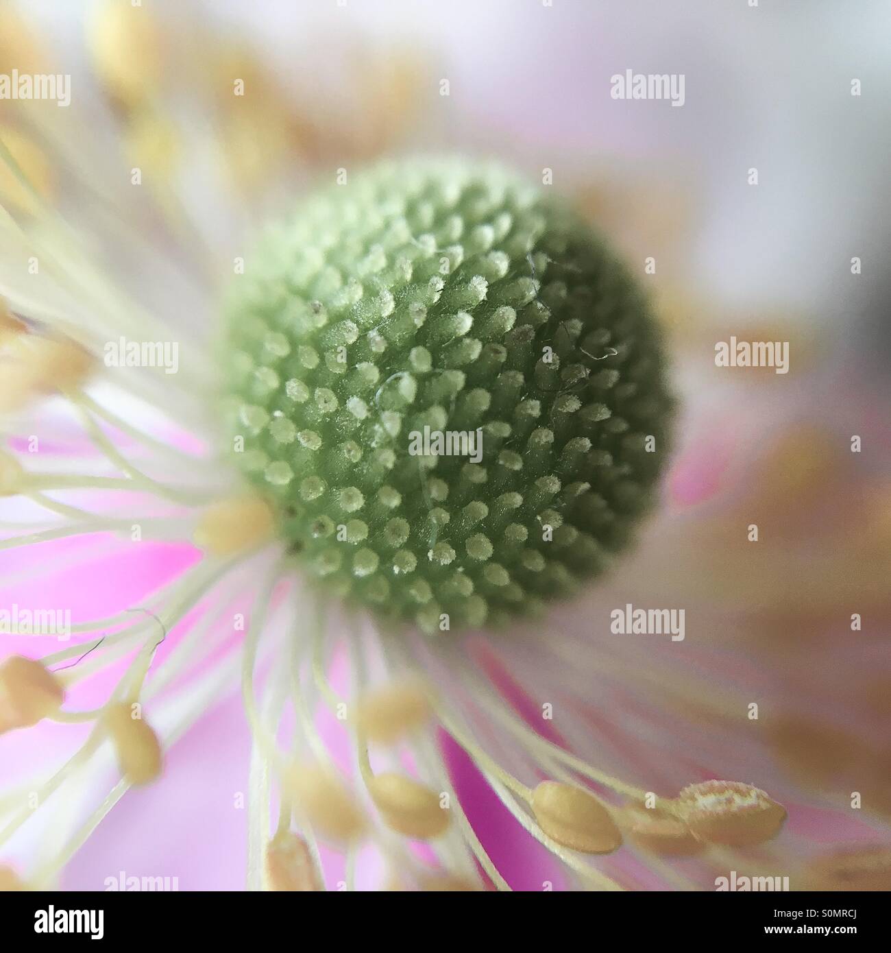 Macro Flower Stock Photo