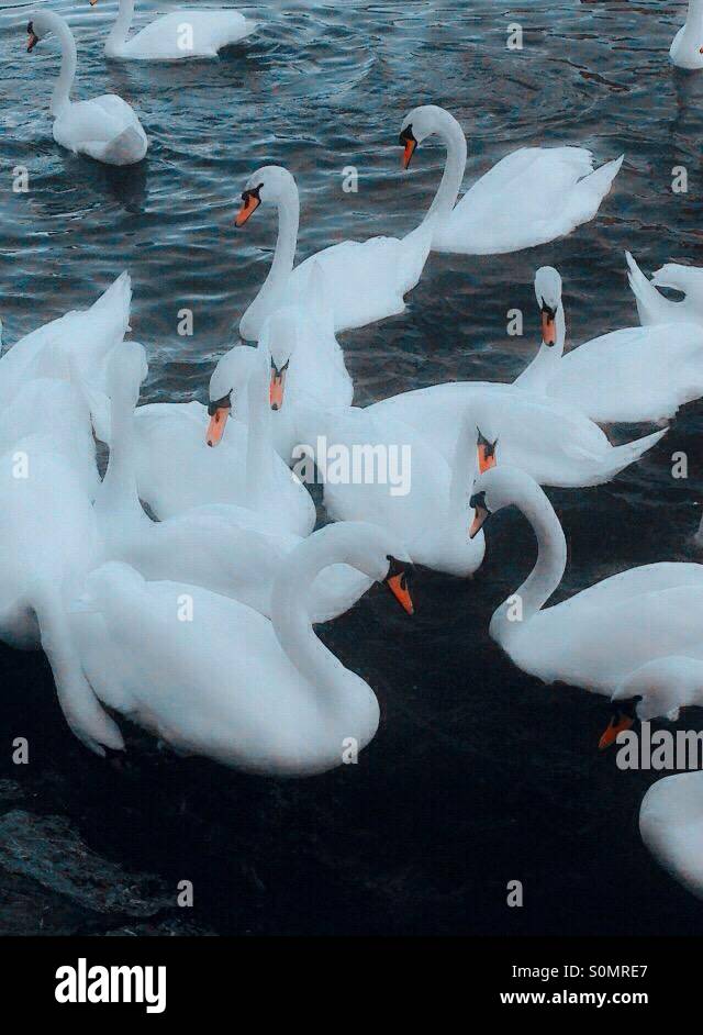 A group of swans Stock Photo Alamy