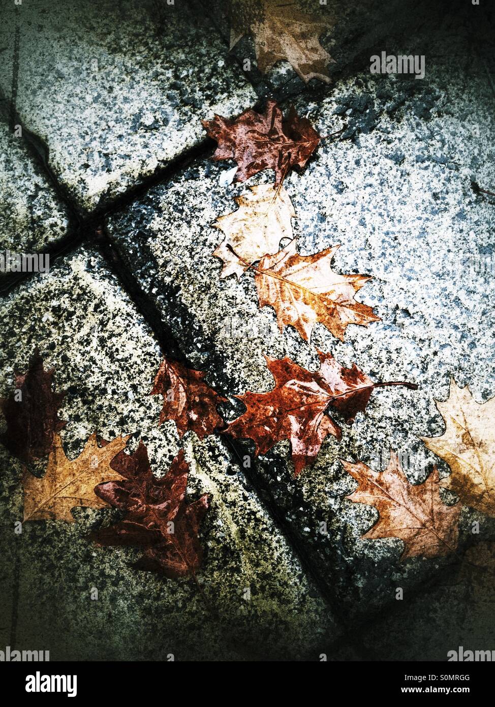 Autumn leaves on a wet stone path. - Smartphone Captured Stock Image