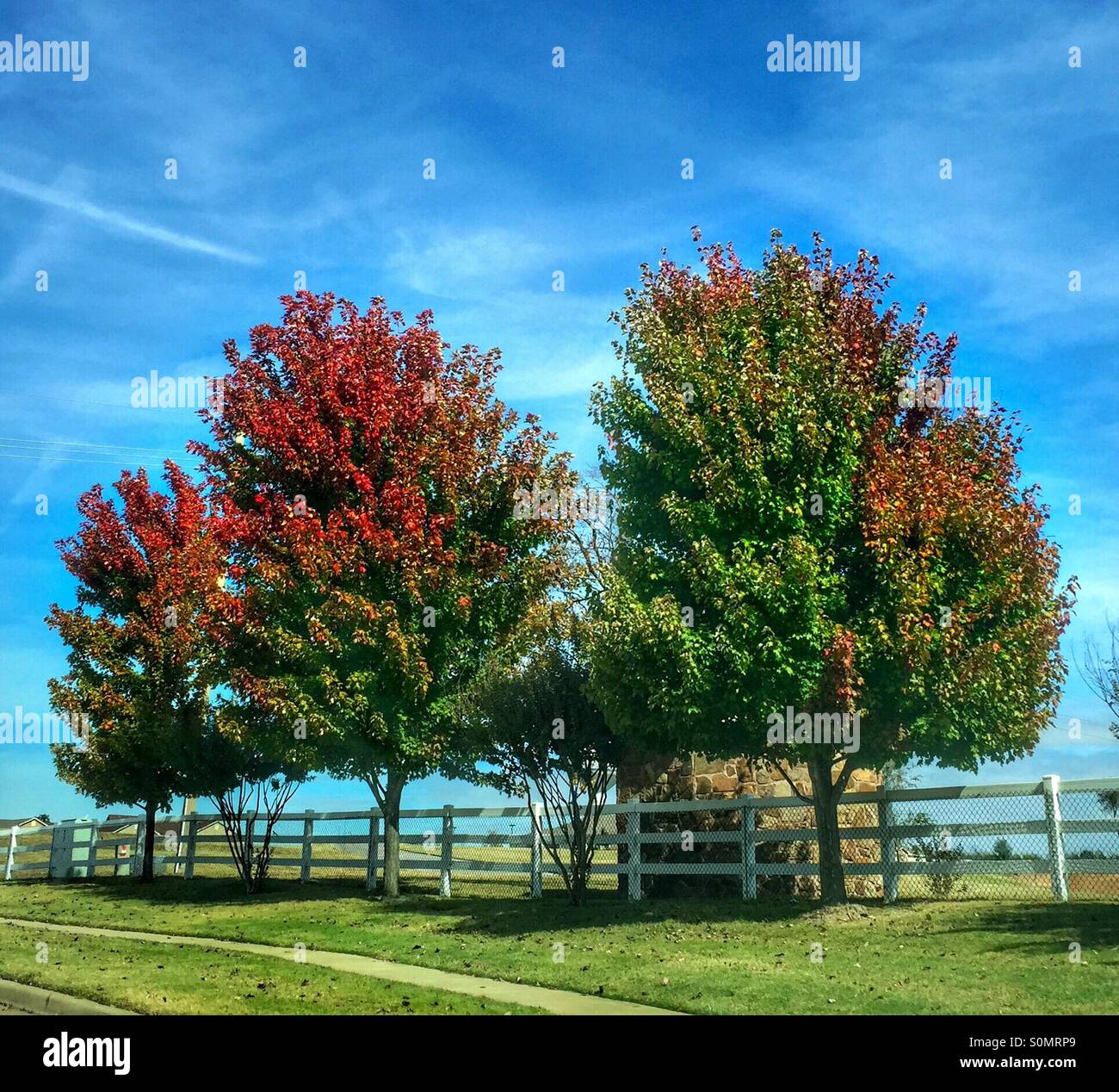 Tree leaves turning red Stock Photo Alamy