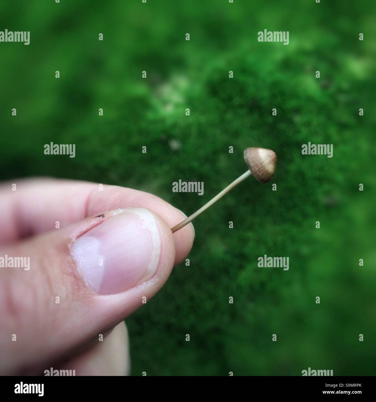 Liberty cap Mushroom also known as a magic mushroom, Hampshire, England, United Kingdom. - Smartphone Captured Stock Image