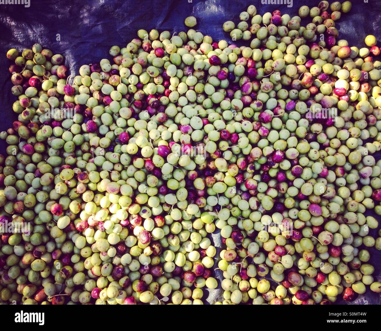 Fresh picked ripe olives background Stock Photo Alamy