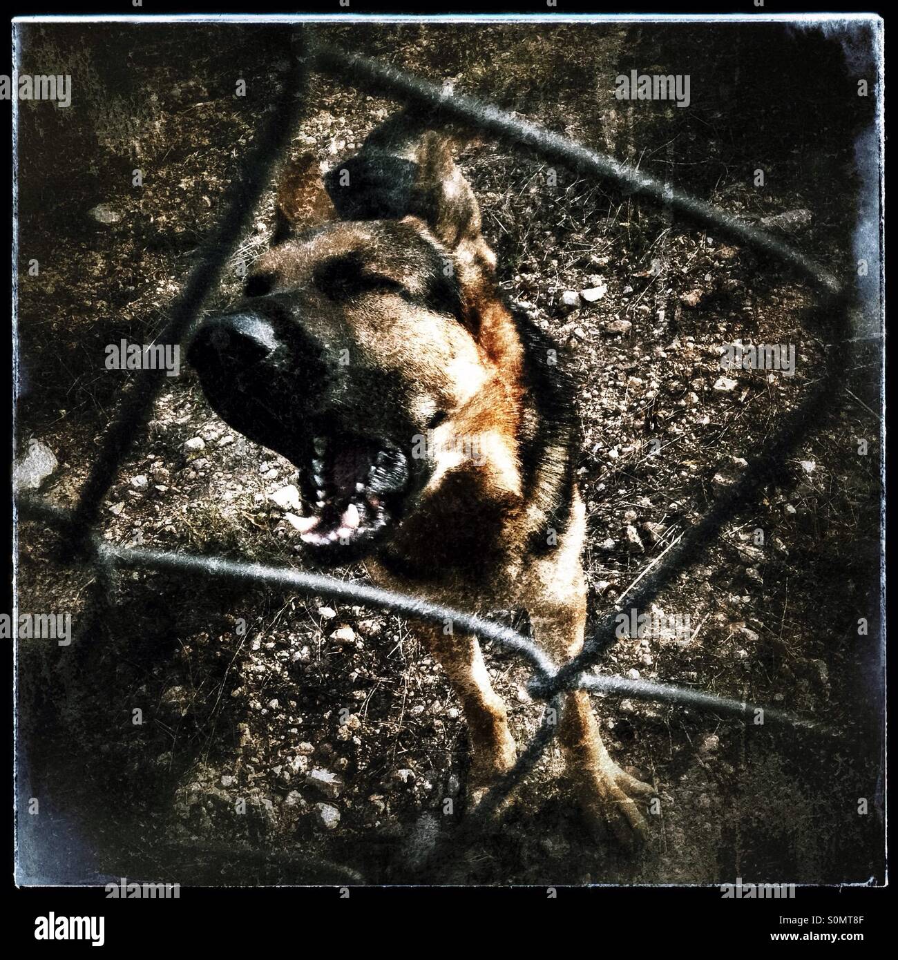 Alsatian Guard Dog Barking Seen Through A Chainlink Fence Spain Stock Photo Alamy Alsatian Guard Dog Barking Seen Through A Chainlink Fence Spain Stock Photo Alamy