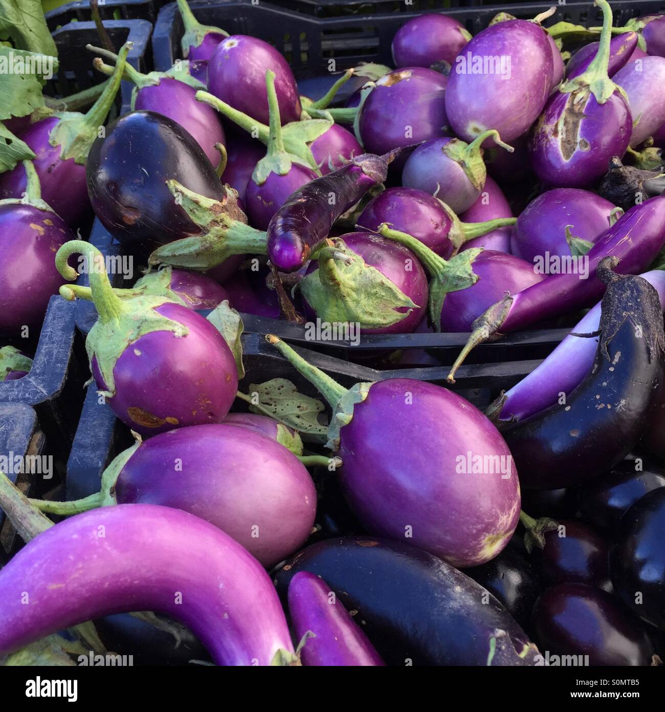 Scarlet eggplant hi-res stock photography and images - Alamy