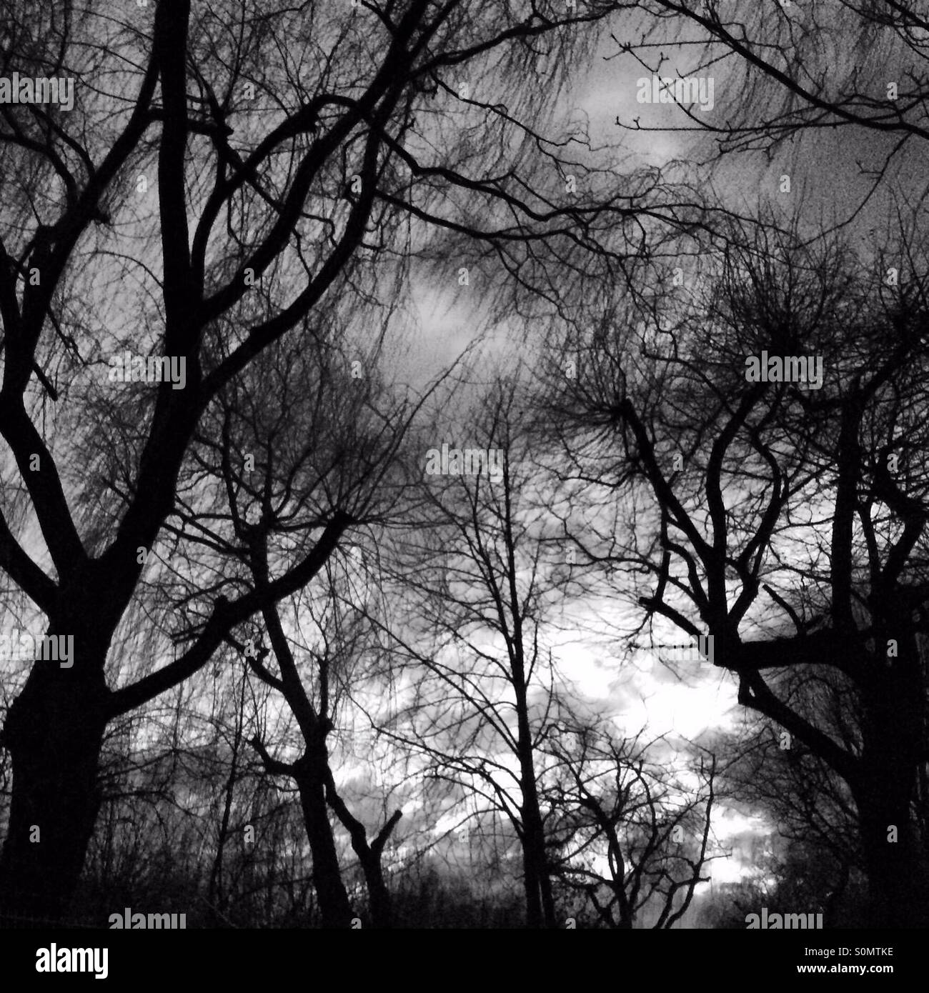 Black and white trees hi-res stock photography and images - Alamy