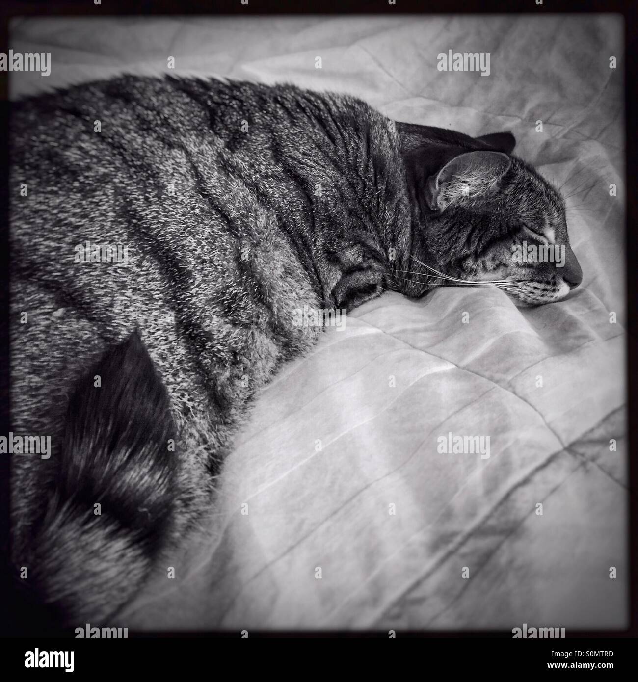 Black and white of tabby cat sleeping on top of bed covers - Smartphone Captured Stock Image