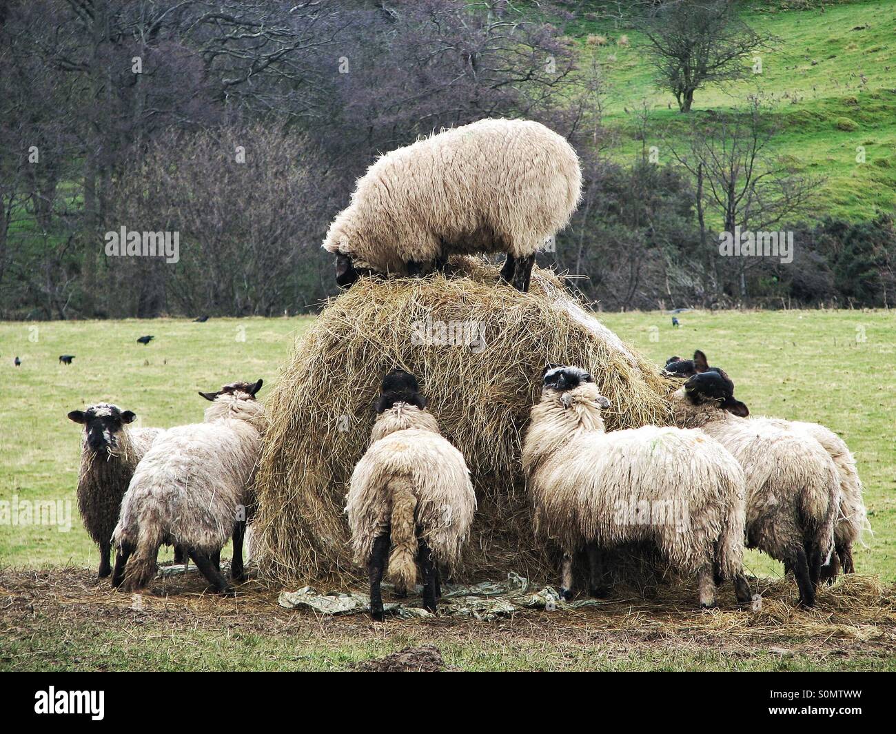 A herd of hungry sheep swear around a large bail of hay. A sheep climbs on top of a bail of hay as others surround it. King of the castle. - Smartphone Captured Stock Image