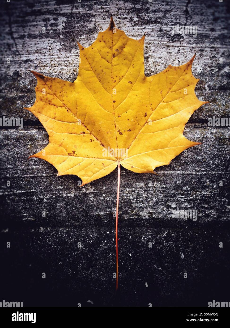 A yellow maple leaf in autumn on a textured stone, paint and concrete textured surface - Smartphone Captured Stock Image