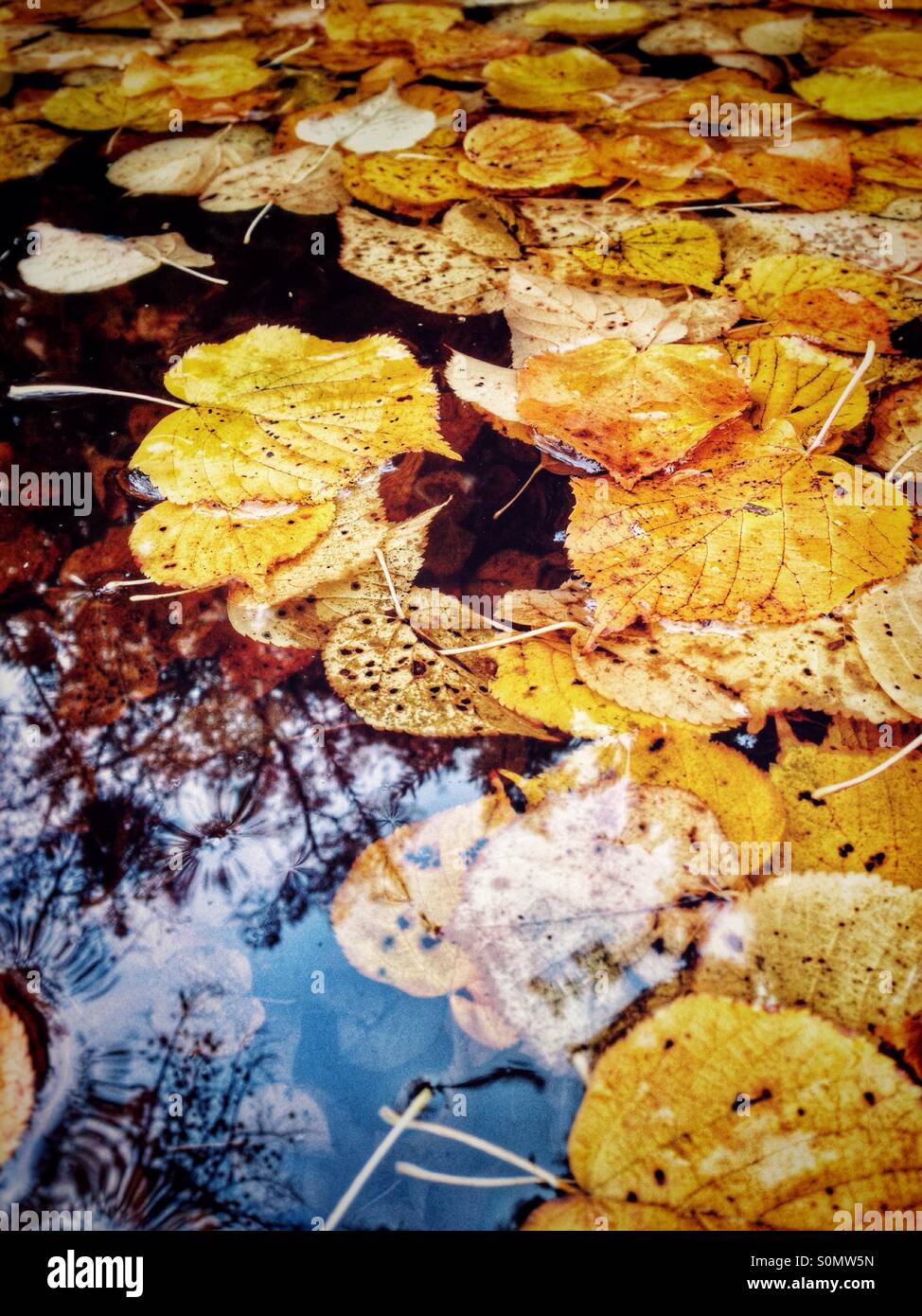 Colourful autumn lime tree leaves submerged in and on the surface of water - Smartphone Captured Stock Image