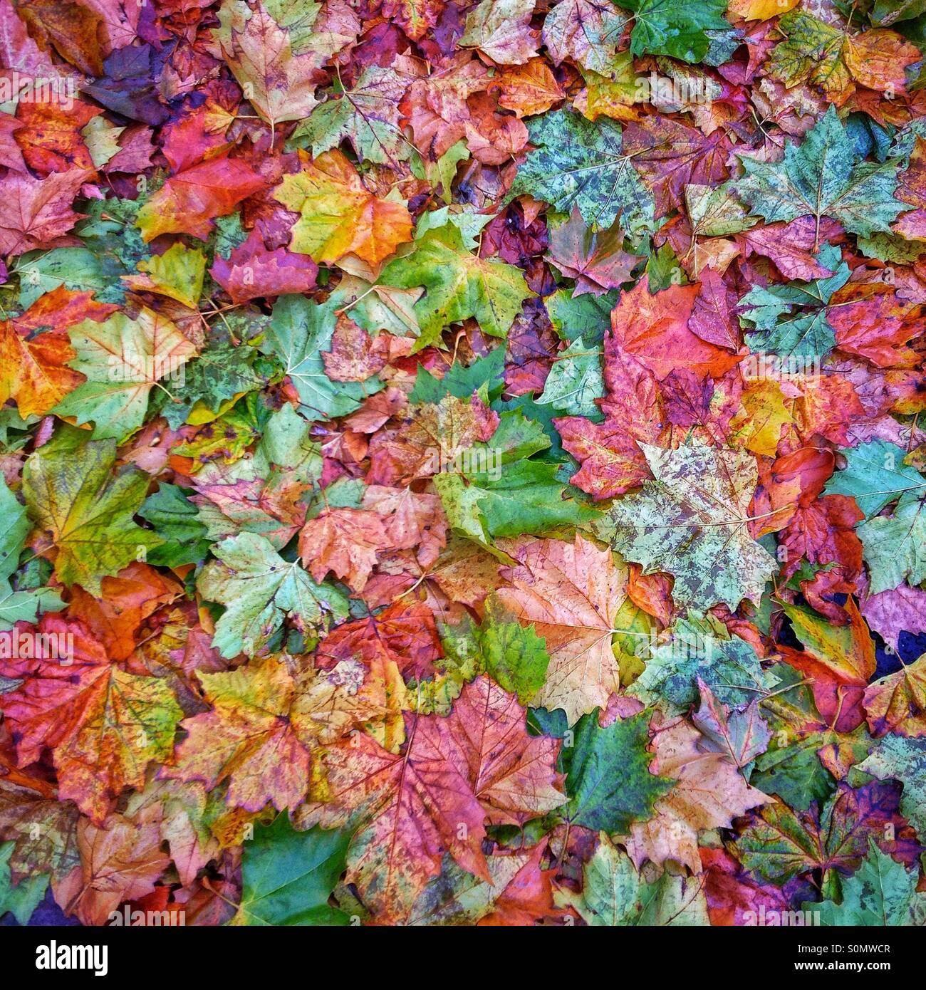 Maple leaves colours hi-res stock photography and images - Alamy