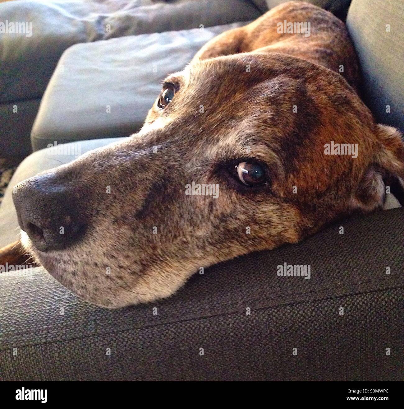 Brindle dog relaxing on a couch - Smartphone Captured Stock Image