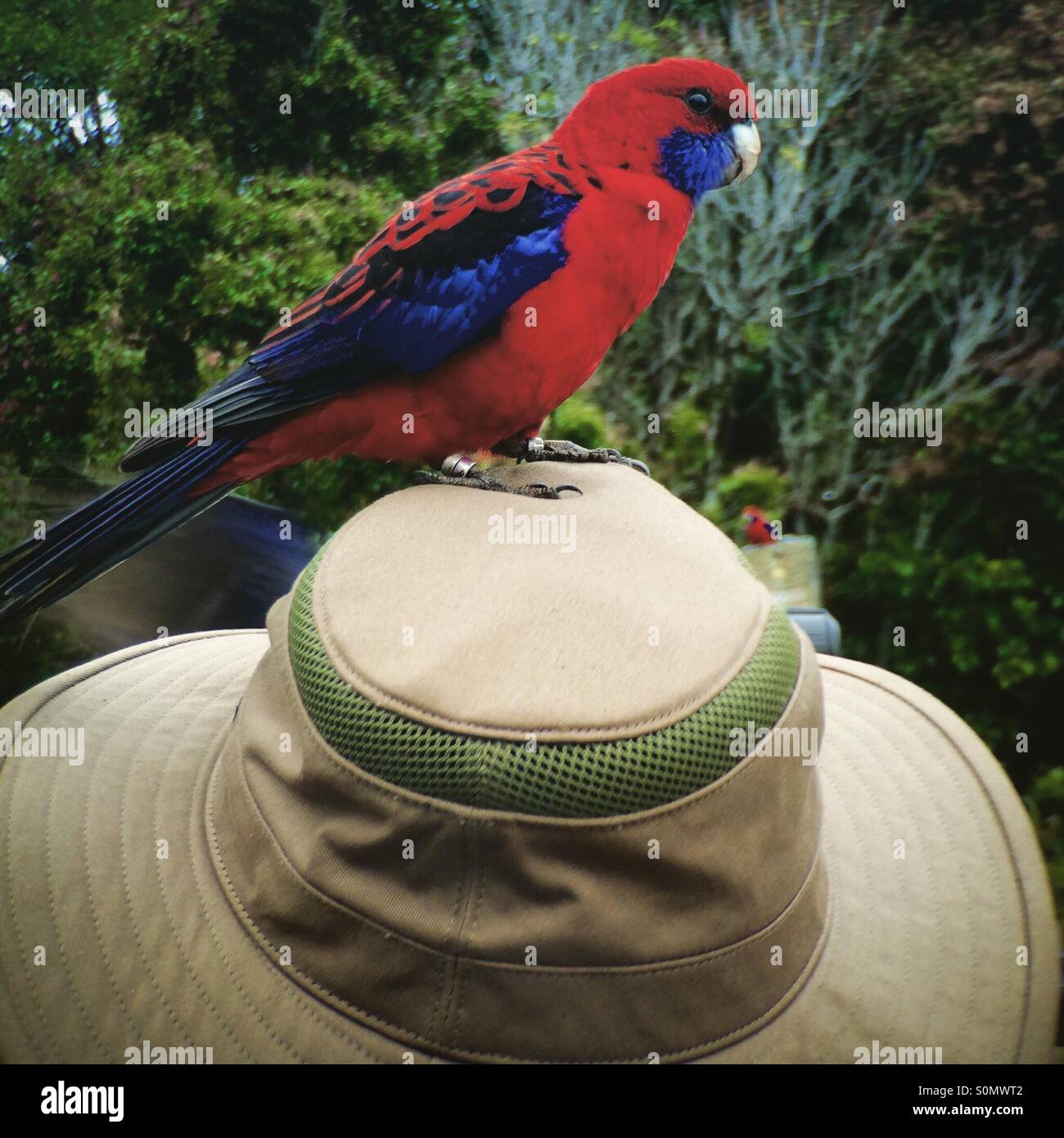 Crimson Rosella Parrot on tourist hat, Lamington National Park, Queensland, Australia - Smartphone Captured Stock Image