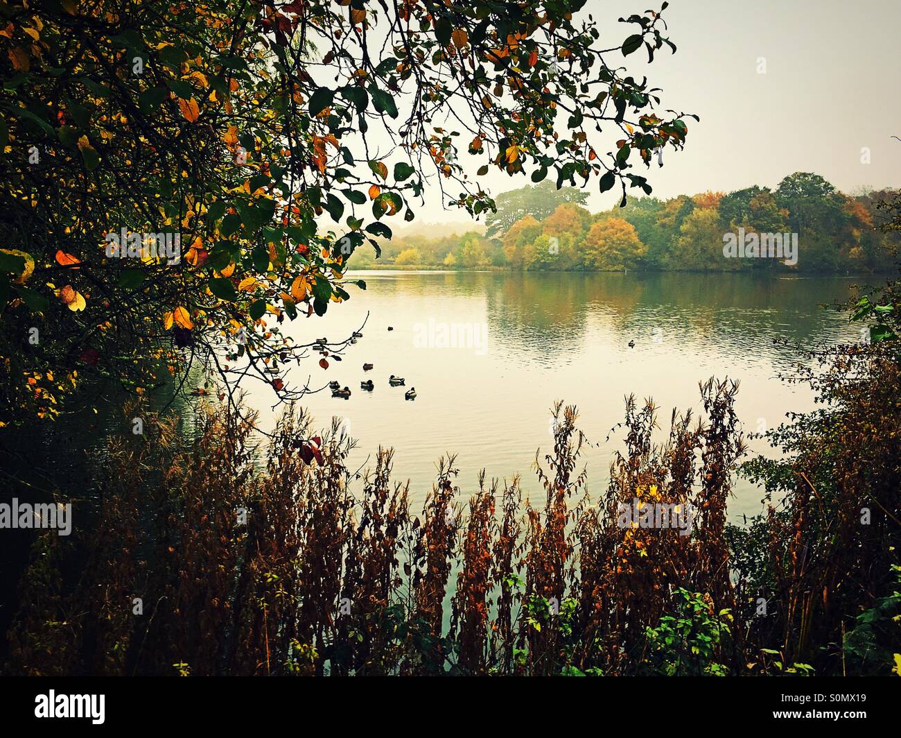 Autumn view over lake early morning - Smartphone Captured Stock Image