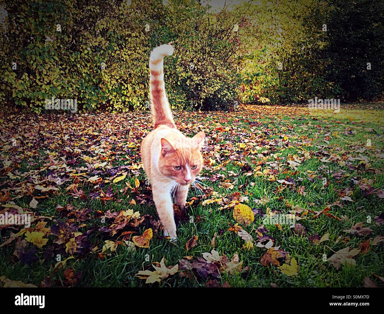 Ginger cat walking amongst autumnal leaves - Smartphone Captured Stock Image