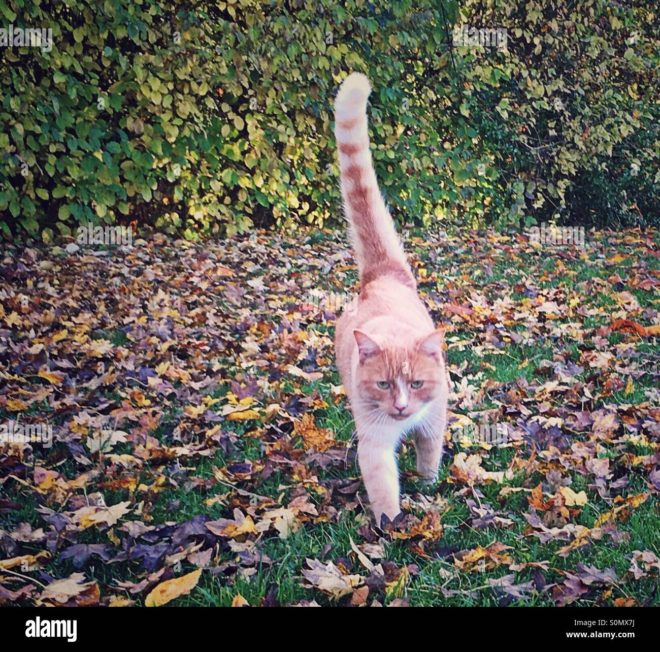 Autumn cat walking through Autumn leaves - Smartphone Captured Stock Image