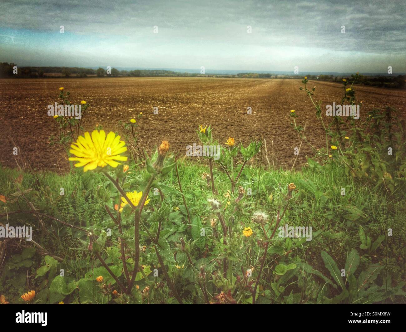 Flower edged ploughed field. - Smartphone Captured Stock Image
