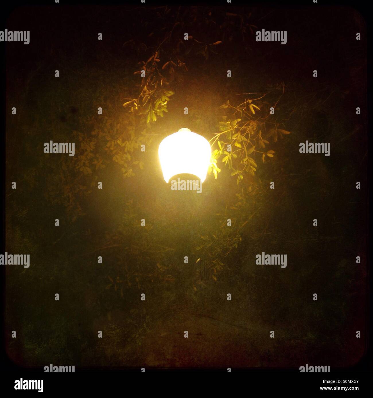 Street light and trees at night Stock Photo Alamy