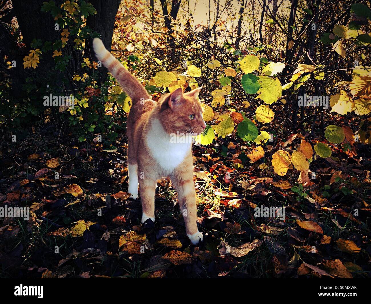 Autumn scene leaves on ground sunlight through leaves with ginger and white cat in the foreground - Smartphone Captured Stock Image