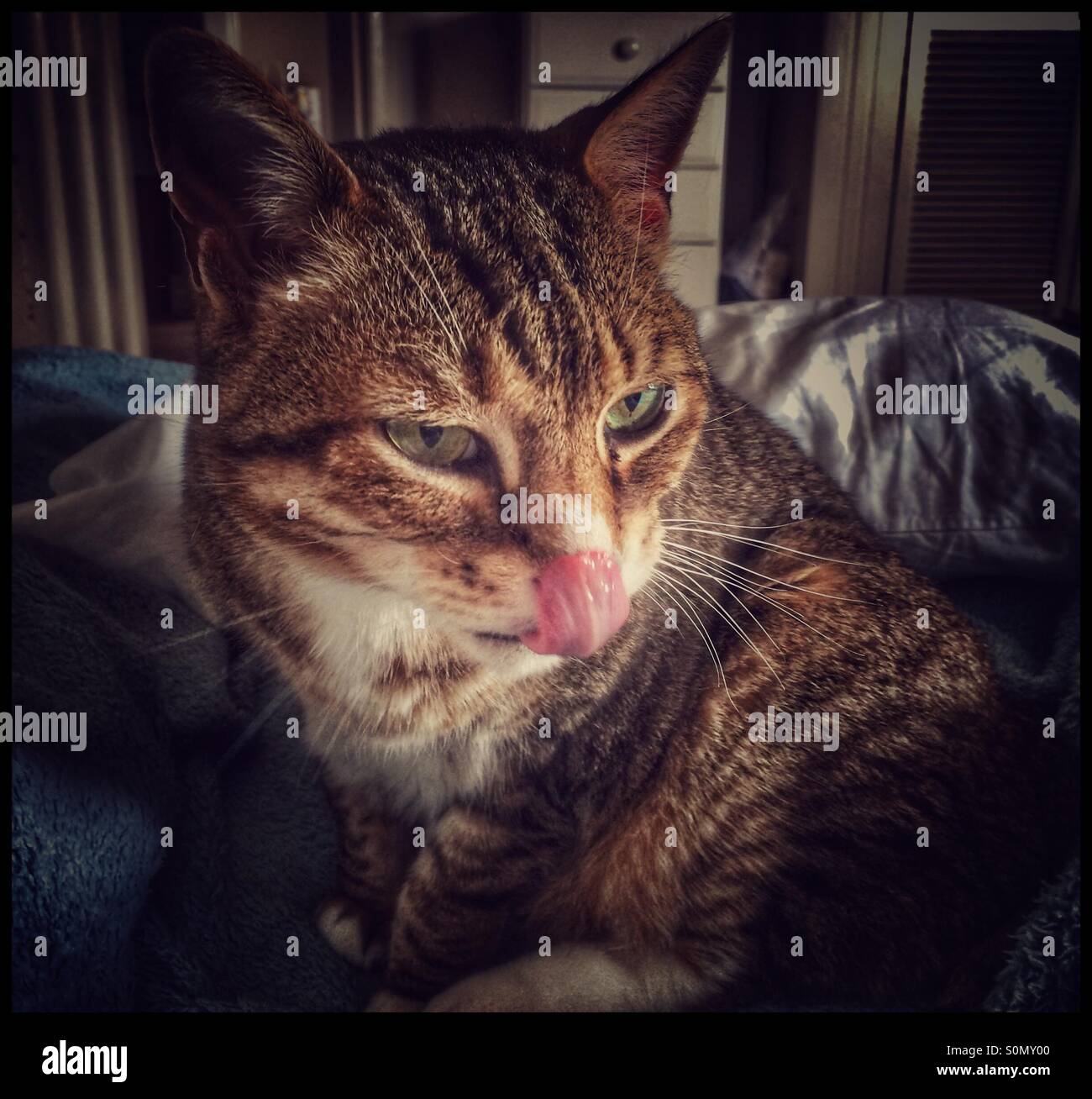 Cat licking its lips. - Smartphone Captured Stock Image