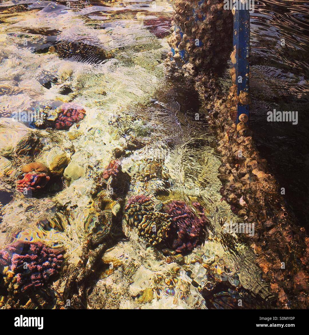 Consumed by the shells - Smartphone Captured Stock Image