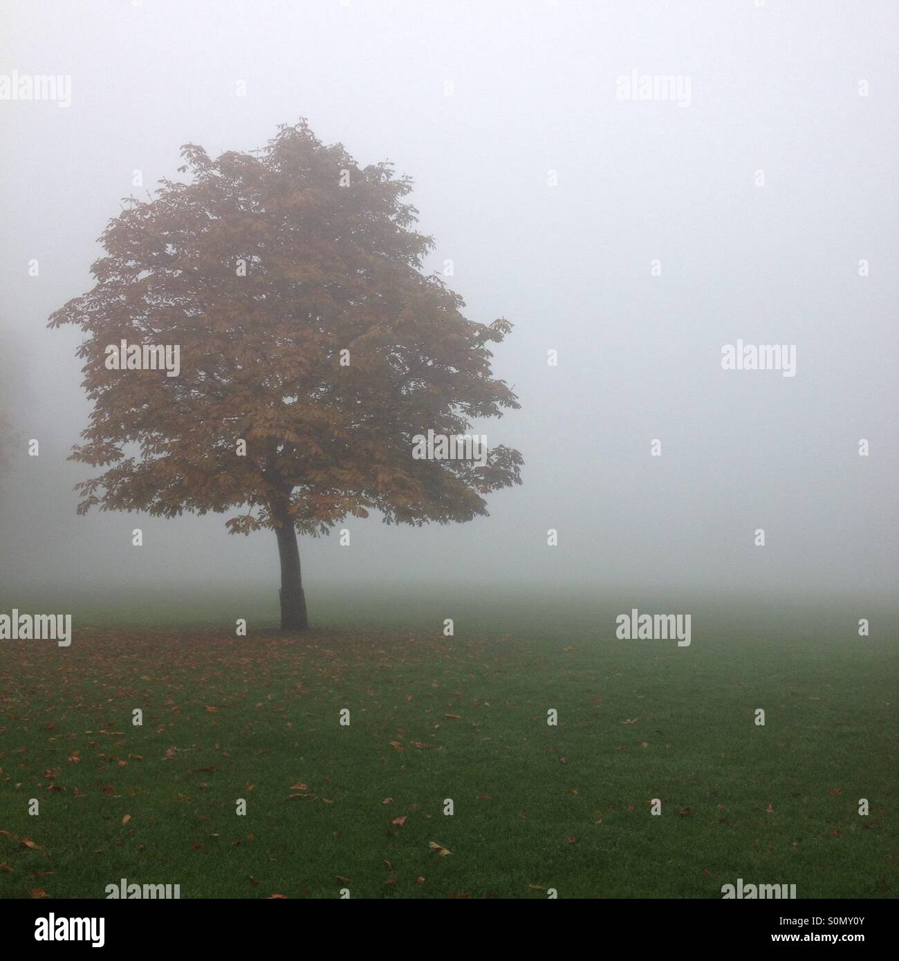 Beautiful lonely tree on foggy hi-res stock photography and images - Alamy