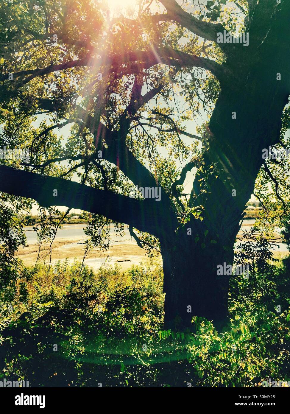 Sunbeams shine through tree branches Stock Photo Alamy