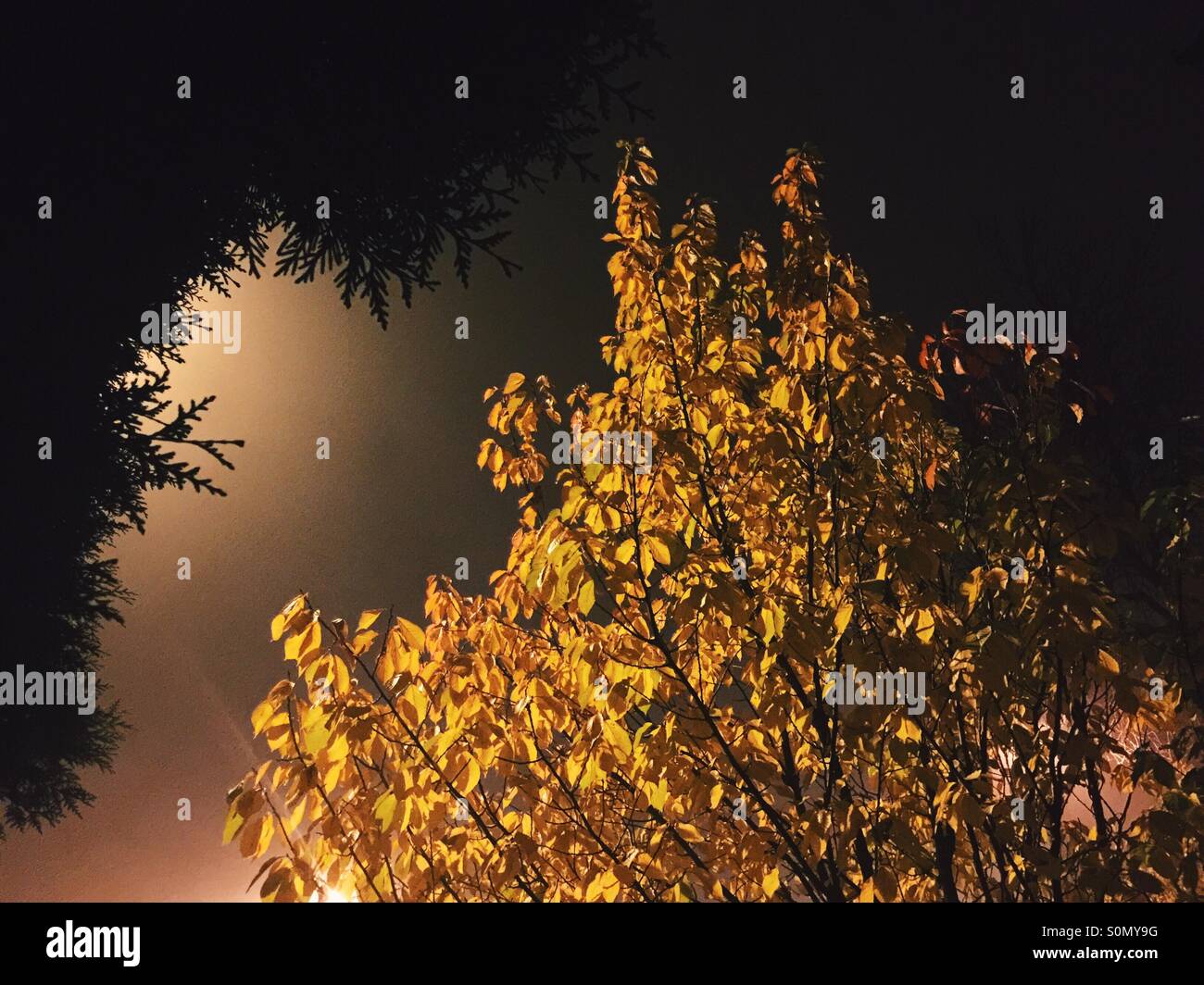 Autumn trees at night - Smartphone Captured Stock Image