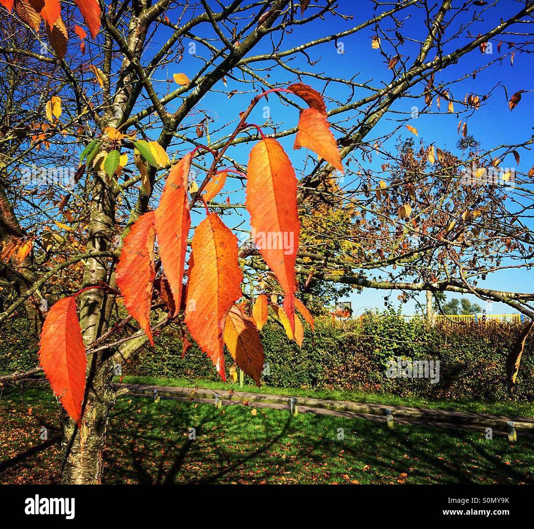 Last leaves of summer mid autumn clear blue skies in the background - Smartphone Captured Stock Image