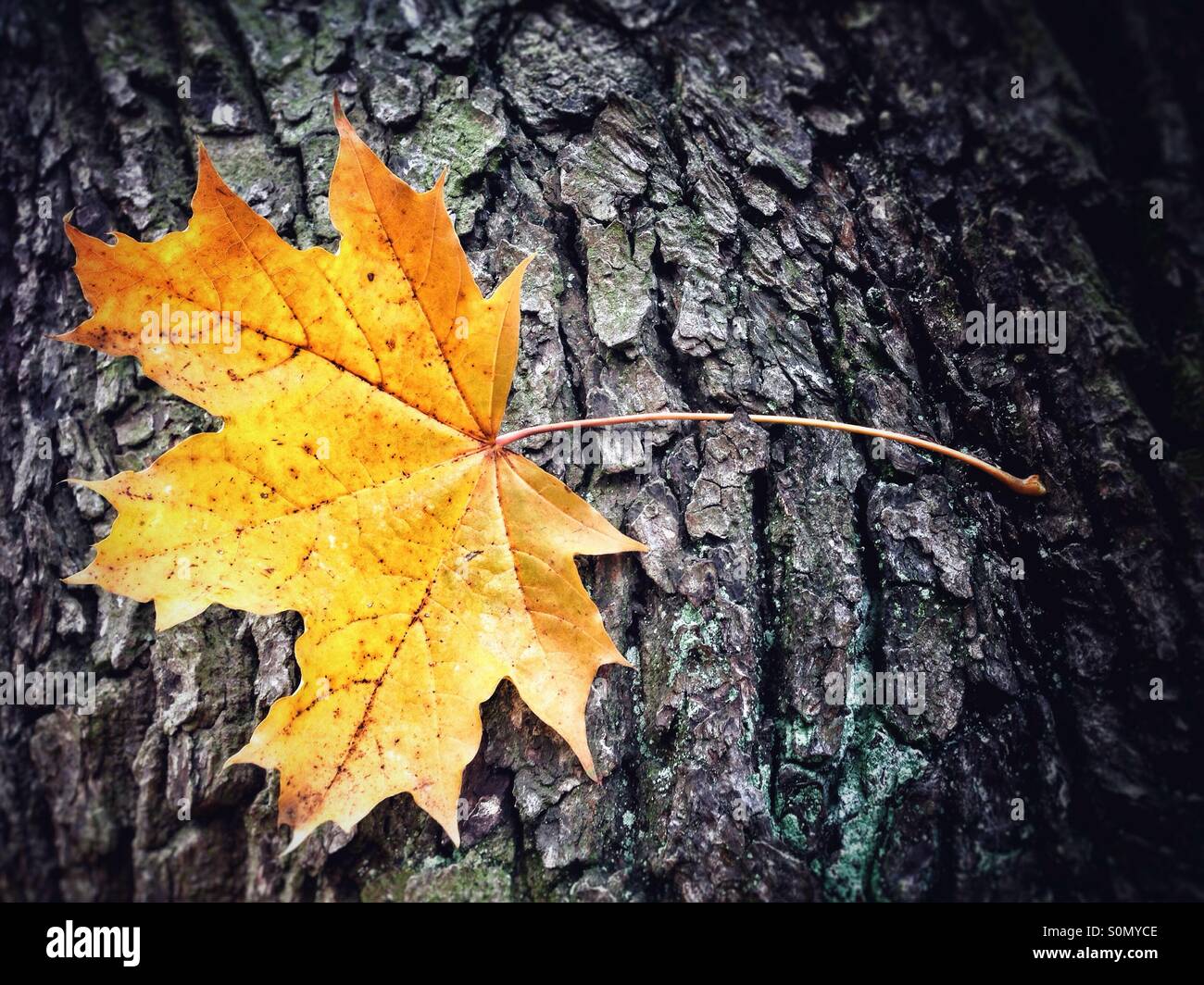 A colourful maple leaf has fallen on the stem of a tree - Smartphone Captured Stock Image