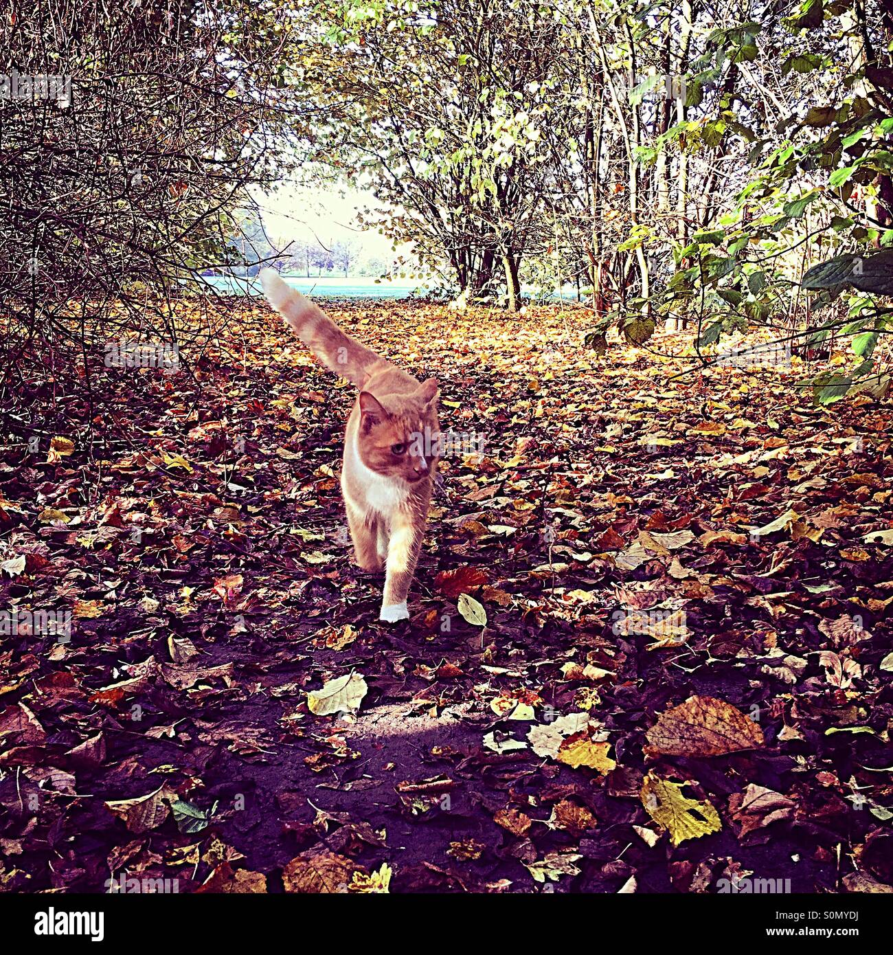 Ginger cat walking through the forest with Autumn leaves on the ground - Smartphone Captured Stock Image