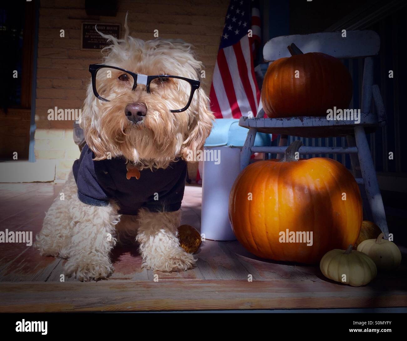 A miniature goldendoodle is dressed in a Halloween costume and glasses and sits next to a pumpkin on a front porch. Stock Photo