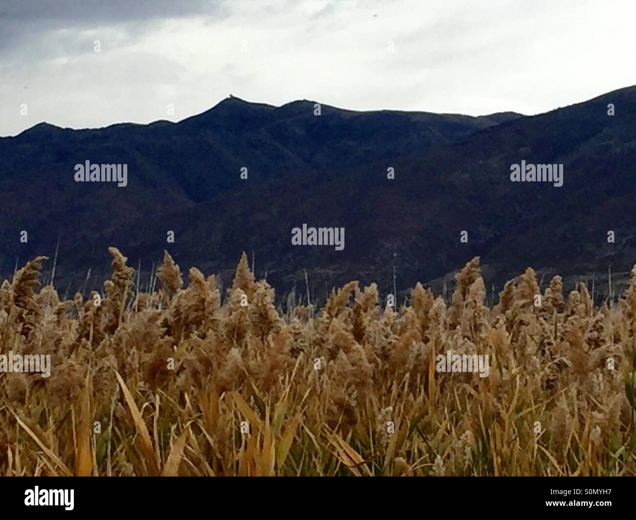A field of windblown grasses sits against the Wasatch Mountains of northern Utah. In this landscape photo. Stock Photo