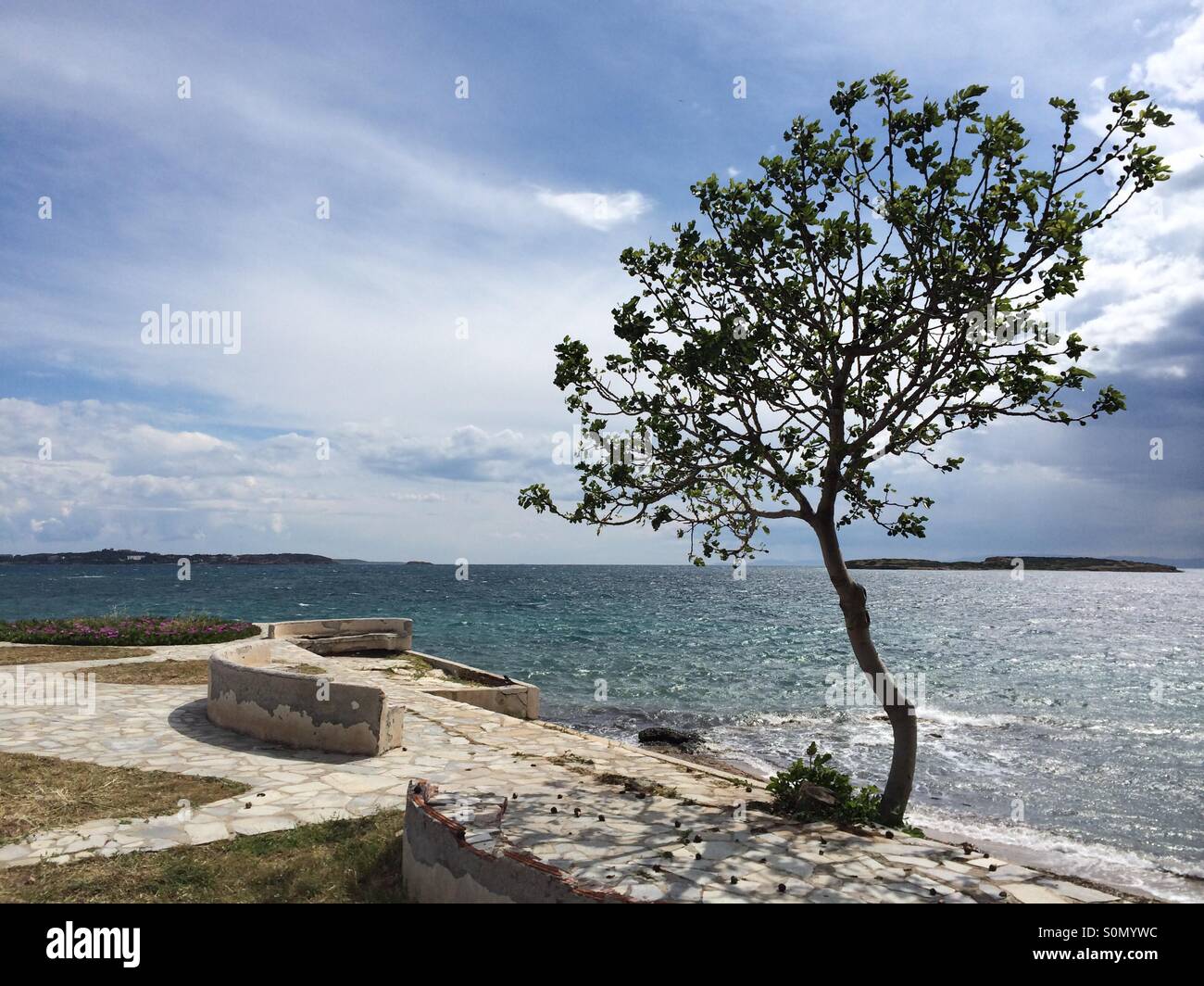 Coastal view with a solitary tree and a scenic stone pathway by the seaside, against a backdrop of calm waters and an overcast sky in Athens, Greece - Smartphone Captured Stock Image