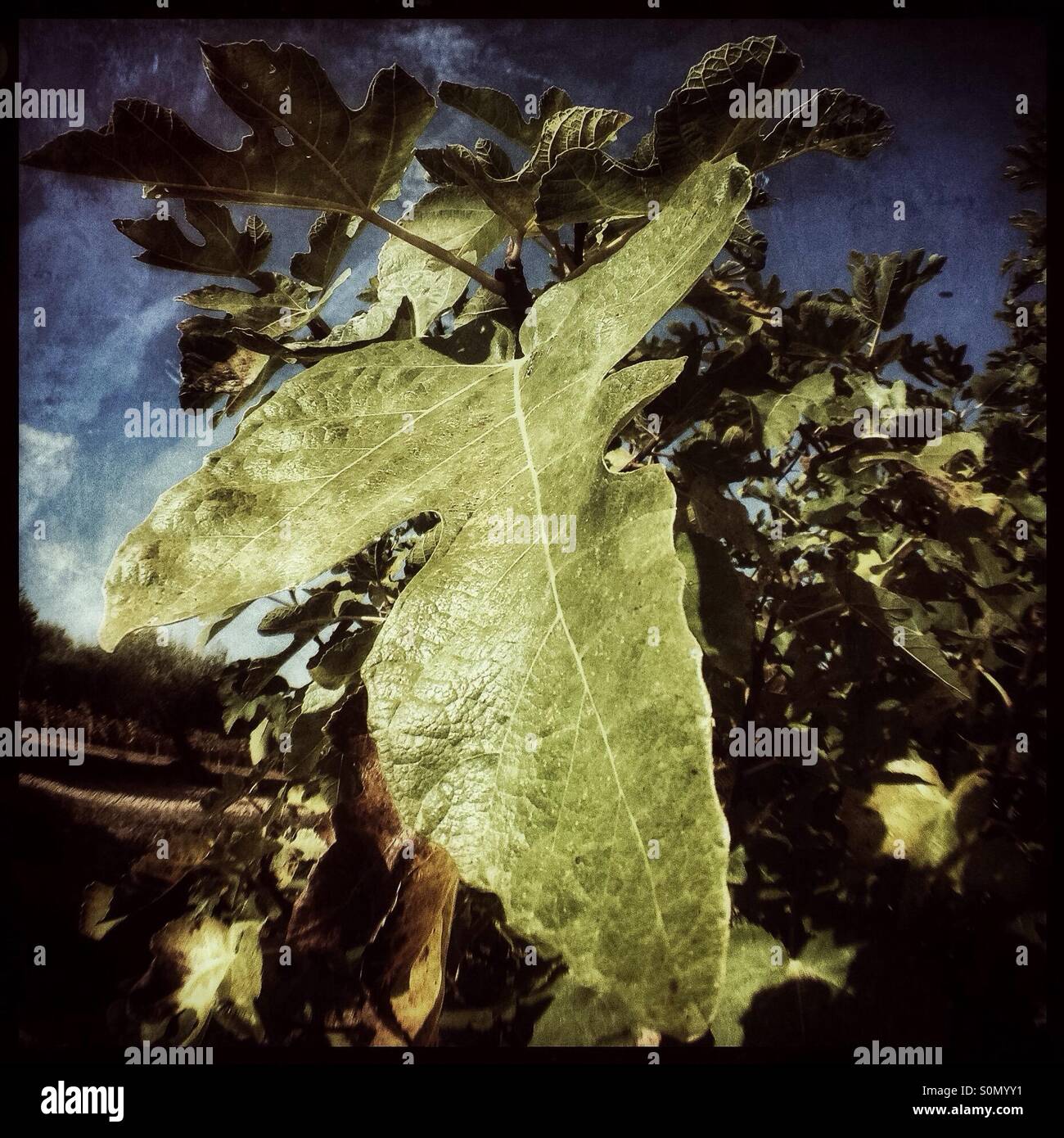 Fig leaf on a tree with a blue sky background, Catalonia, Spain. - Smartphone Captured Stock Image