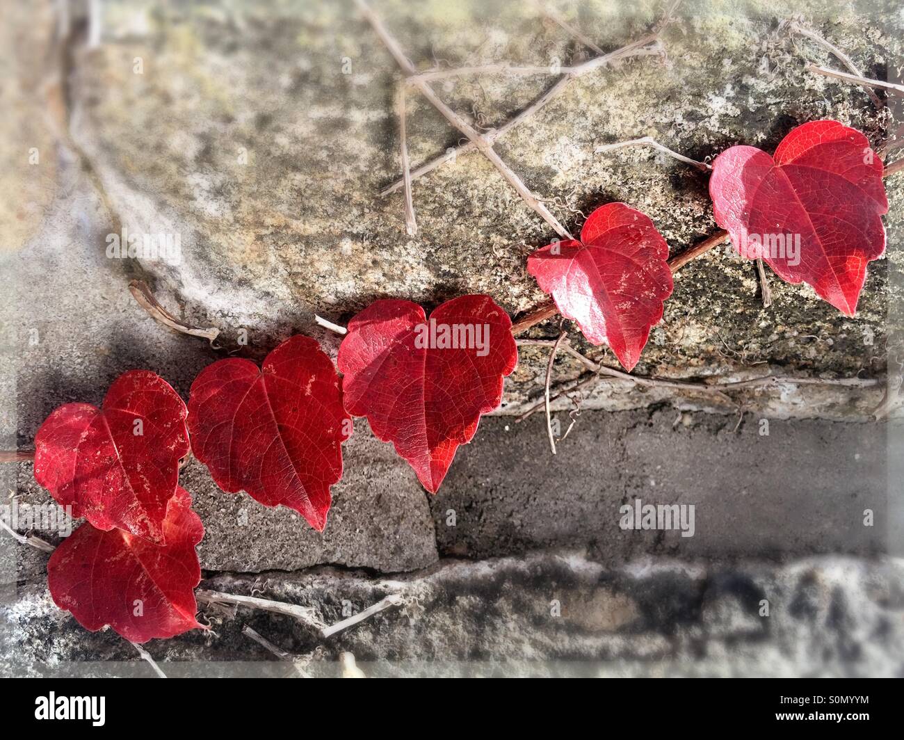 Heart shaped Ivy leaves form a single line on a gray stone wall. - Smartphone Captured Stock Image